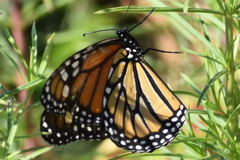 Danaus plexippus