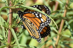 Danaus plexippus