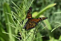 Danaus plexippus