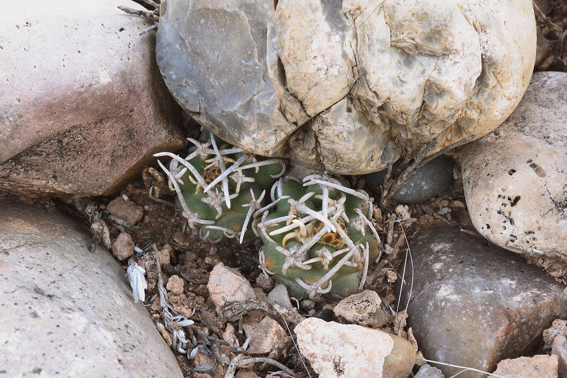Pediocactus peeblesianus ssp. peeblesianus