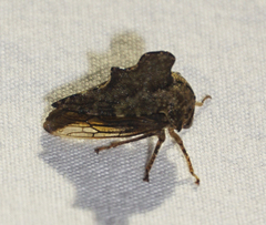 Heliria cristata