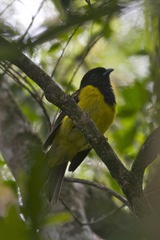 Carpornis cucullata