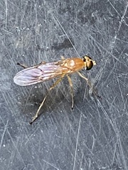 Ptecticus trivittatus