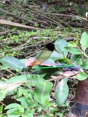 Calopteryx dimidiata