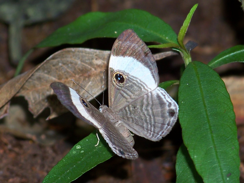 Mesosemia methion