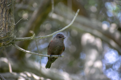 Pyrocephalus rubinus obscurus