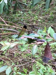 Calopteryx dimidiata
