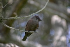Pyrocephalus rubinus obscurus