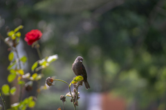 Pyrocephalus rubinus obscurus
