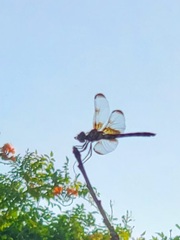 Dythemis fugax