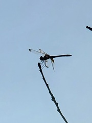 Dythemis fugax