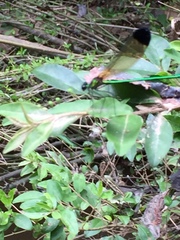 Calopteryx dimidiata