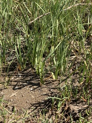 Spartina alterniflora
