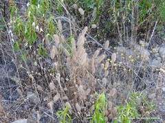 Trifolium sylvaticum