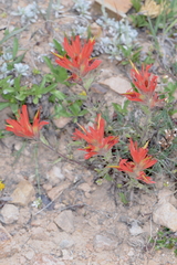 Castilleja applegatei viscida