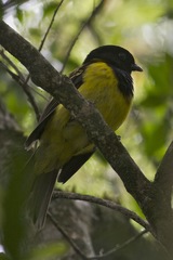 Carpornis cucullata