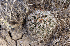 Pediocactus sileri