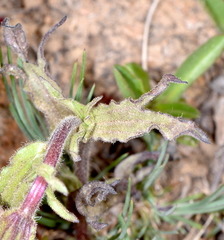 Castilleja applegatei viscida