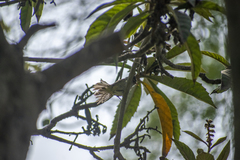 Camptostoma obsoletum