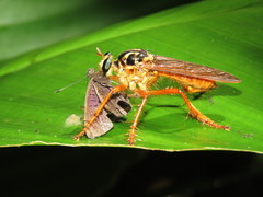 Smeryngolaphria