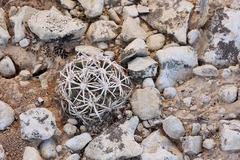 Pediocactus sileri