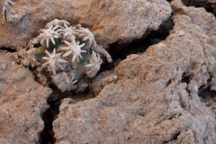 Pediocactus sileri