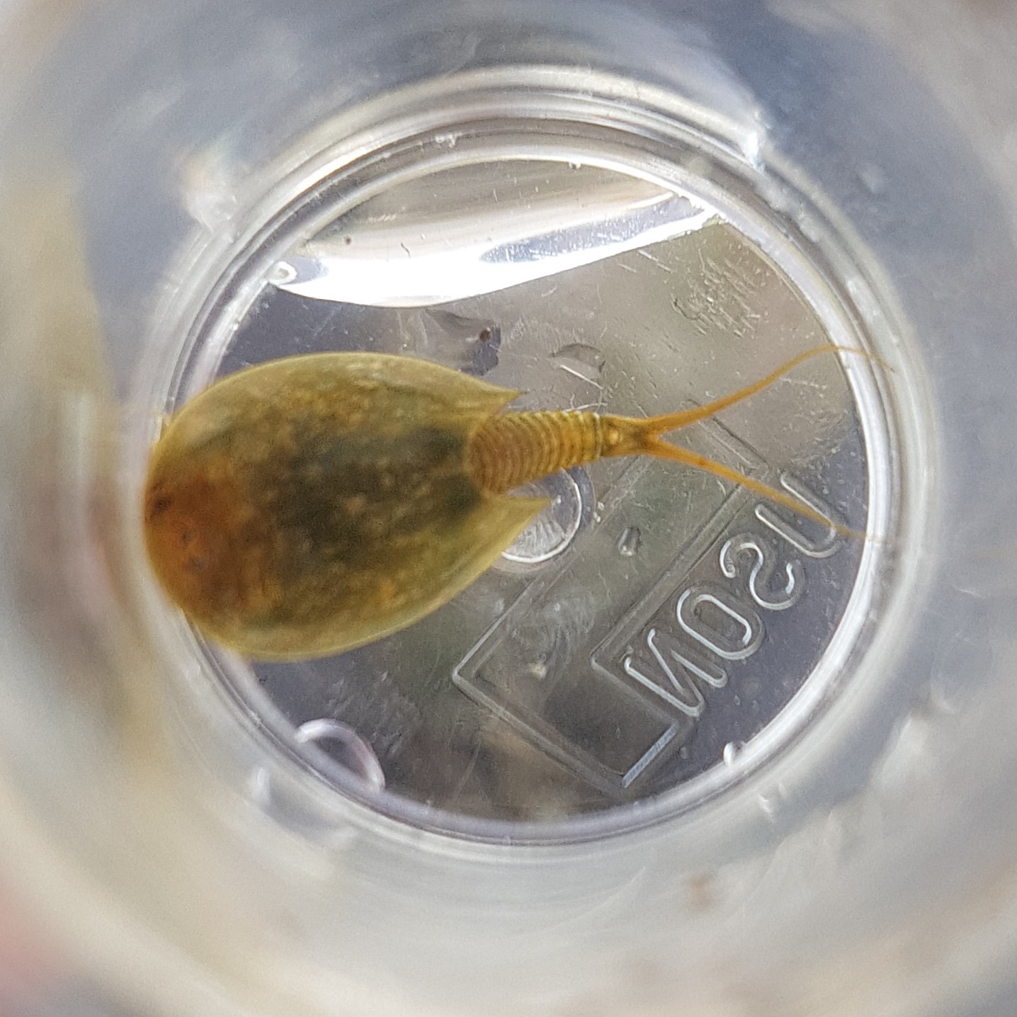 Lepidurus arcticus (Pallas, 1793)