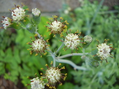Baculellum articulatum