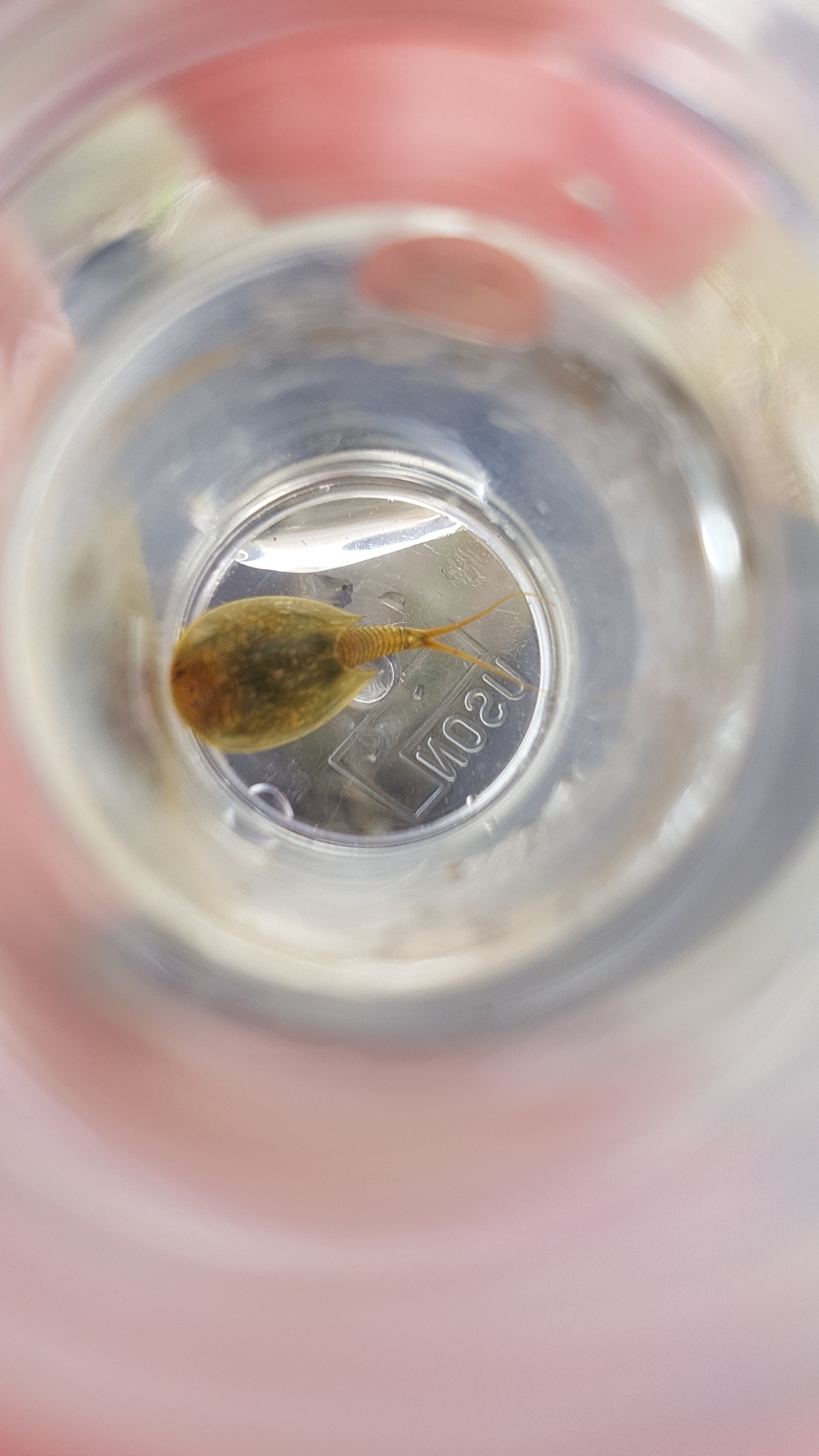 Lepidurus arcticus (Pallas, 1793)