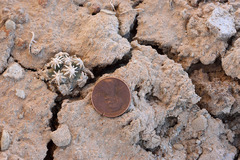 Pediocactus sileri