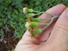 Baculellum articulatum
