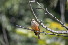 Pyrocephalus rubinus obscurus