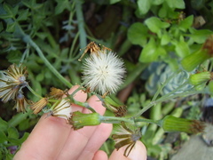 Baculellum articulatum