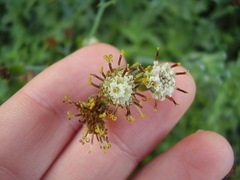 Baculellum articulatum