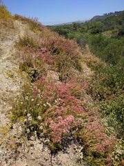 Dudleya viscida