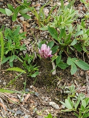 Trifolium parryi