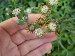 Baculellum articulatum