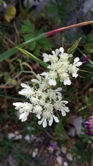 Tordylium officinale