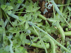Baculellum articulatum
