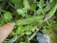 Baculellum articulatum