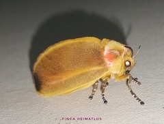 Endobrachys revocans