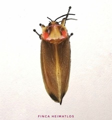 Endobrachys revocans