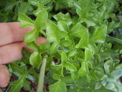 Baculellum articulatum