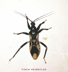 Rasahus albomaculatus