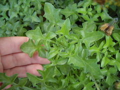 Baculellum articulatum