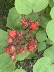 Rubus phoenicolasius