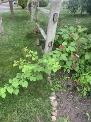 Rubus phoenicolasius