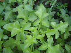 Baculellum articulatum