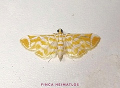 Leucochromodes