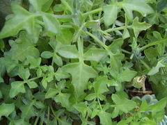 Baculellum articulatum